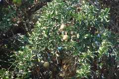 Balanites aegyptiaca